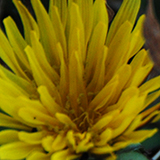 たんぽぽの写真